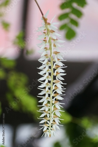 Closeup of the beautiful long white cluster of Dendrochilum Longifolium orchids