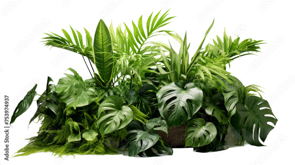 Green Leaves of Tropical Plants Bush Isolated on transparent background, (PNG).