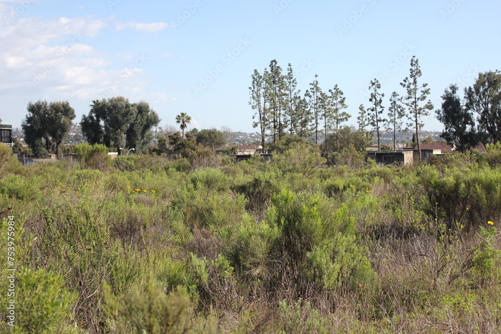 landscape of wild plants in winter weather landscape of wild plants in winter weather
