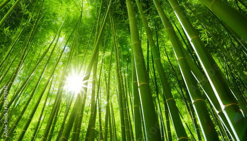 Sunlight filters through a dense bamboo forest  creating a vibrant and serene green canopy