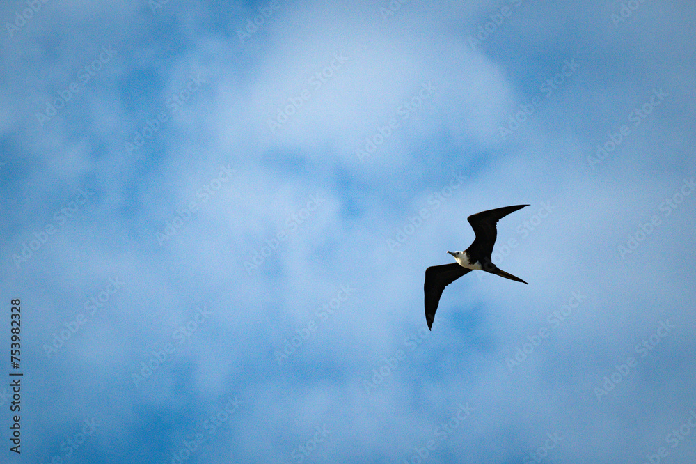 Frigatebird flying around in the blue sky Frigatebird flying around in the blue sky