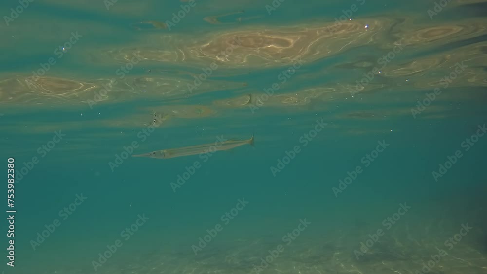 Atlantic Needle fish swims through tropical waters Atlantic Needle fish swims through tropical waters
