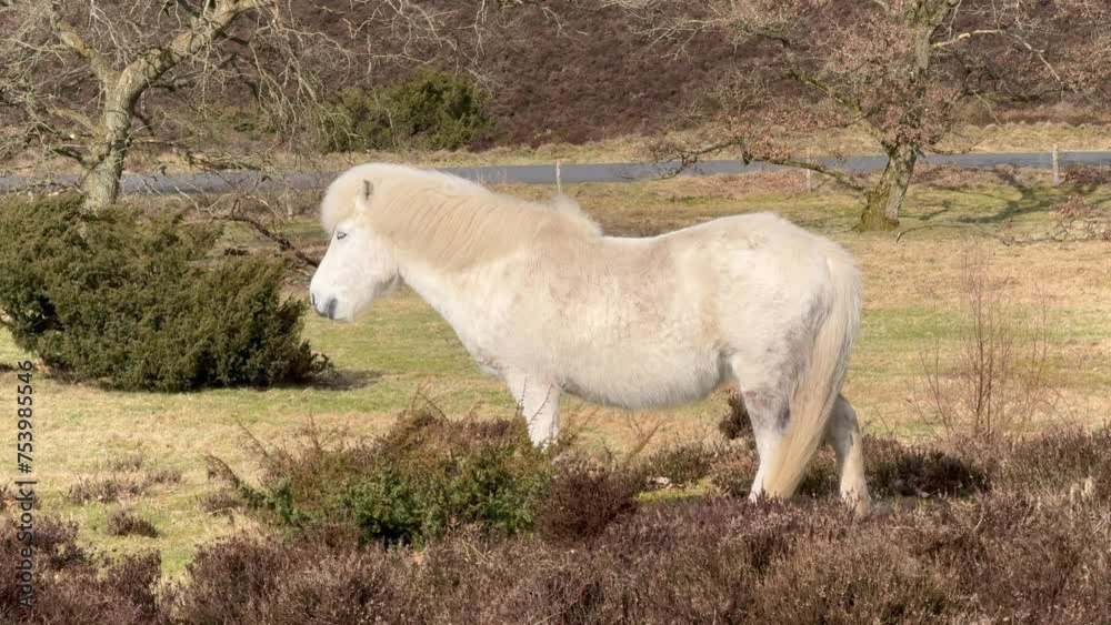 White Icelandic horse in the Iceland, The Icelandic white horse is a breed of horse, Horses at Lofoten, Norway, the horses are small, at times pony-sized, friendly animals and curious if tourists. White Icelandic horse in the Iceland, The Icelandic white horse is a breed of horse, Horses at Lofoten, Norway, the horses are small, at times pony-sized, friendly animals and curious if tourists.
