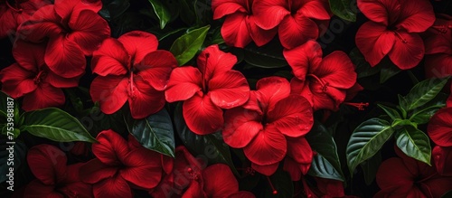 A cluster of vibrant red flowers with lush green leaves, creating a striking contrast. The flowers are densely packed together, showcasing their beauty and freshness.