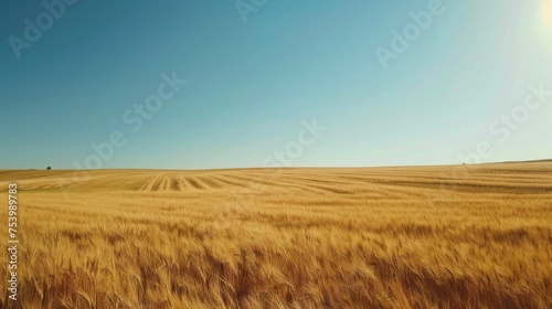Golden wheat field and clear cerulean sky, autumn harvest