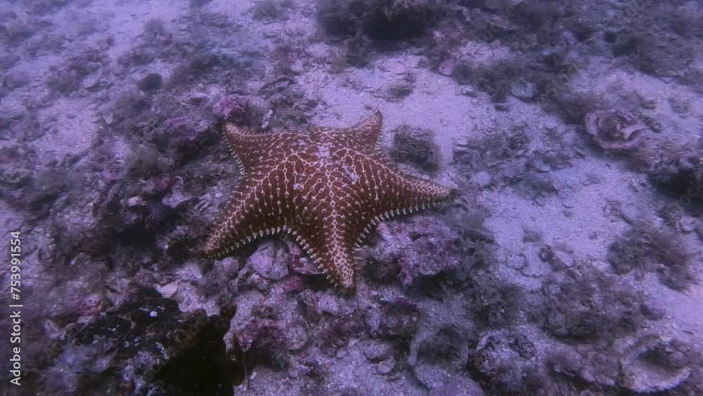 Large starfish on ocean floor - medium shot Large starfish on ocean floor - medium shot