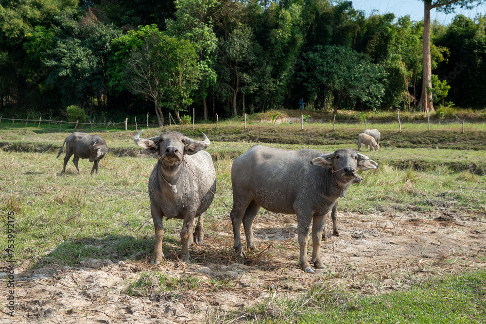 Water buffalo standing in a green field, staring at the camera, Black buffalo in meadow of countryside. Water buffalo standing in a green field, staring at the camera, Black buffalo in meadow of countryside.