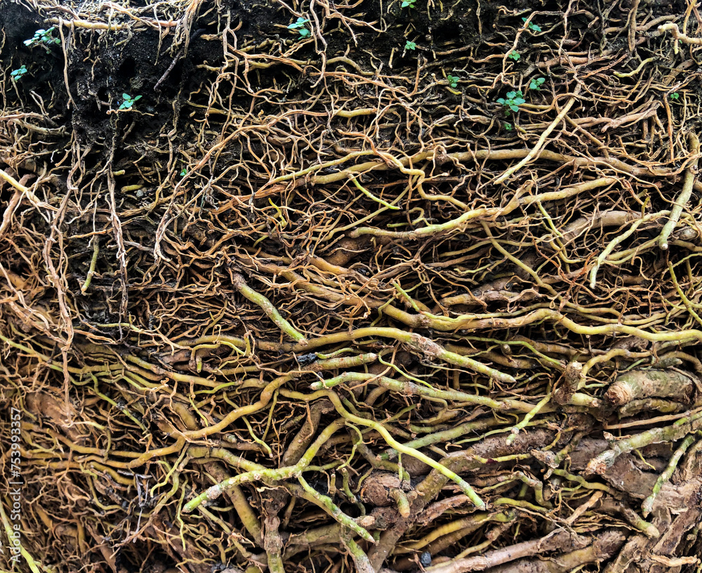 root of tree root of tree