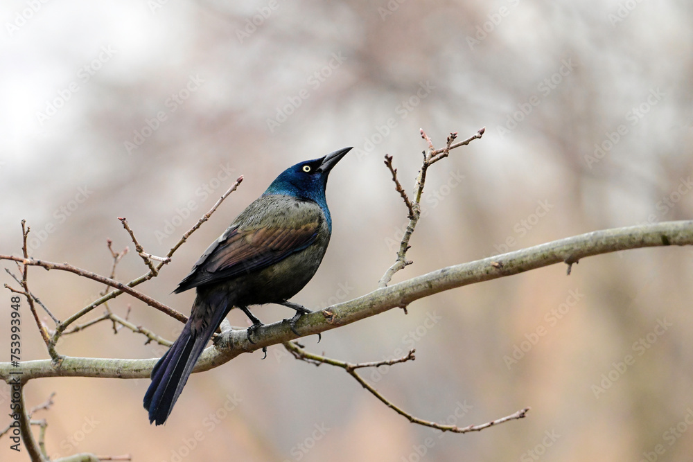 Close up of a colorful iridescent Common Grackle bird perched in a tree