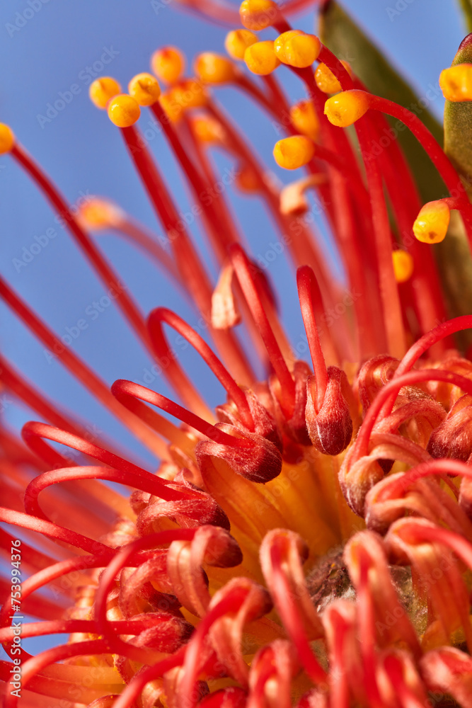 Bright pincushion protea with yellow-orange natural pistils Bright pincushion protea with yellow-orange natural pistils