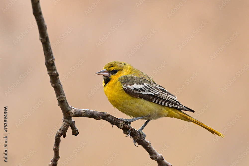 Fototapeta premium Close up of a young Bullock's Oriole perched on a branch 