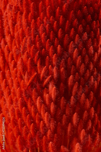 Red banksia hookeriana creating natural seamless pattern photo