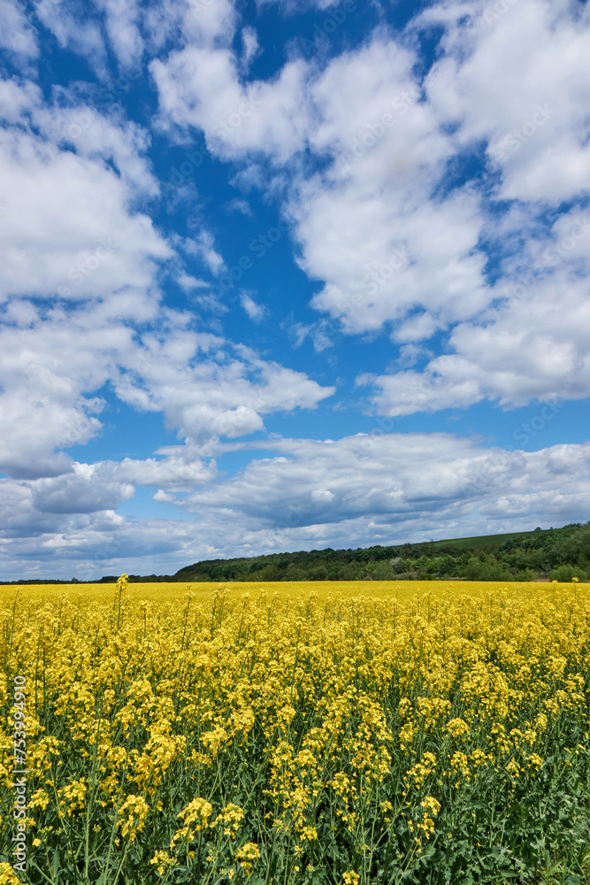 Meadow with yellow rapeseed flowers growing under blue sky