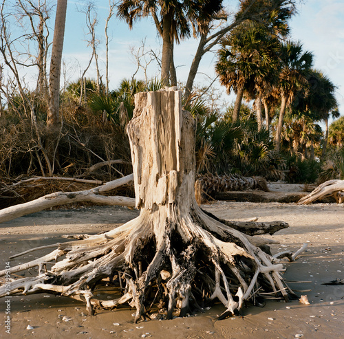 Driftwood on Botany Beach photo