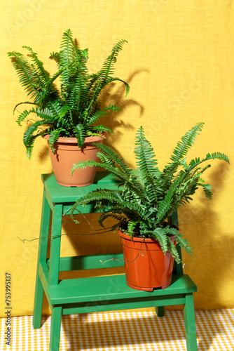 Nephrolepis Exaltata Plant photo