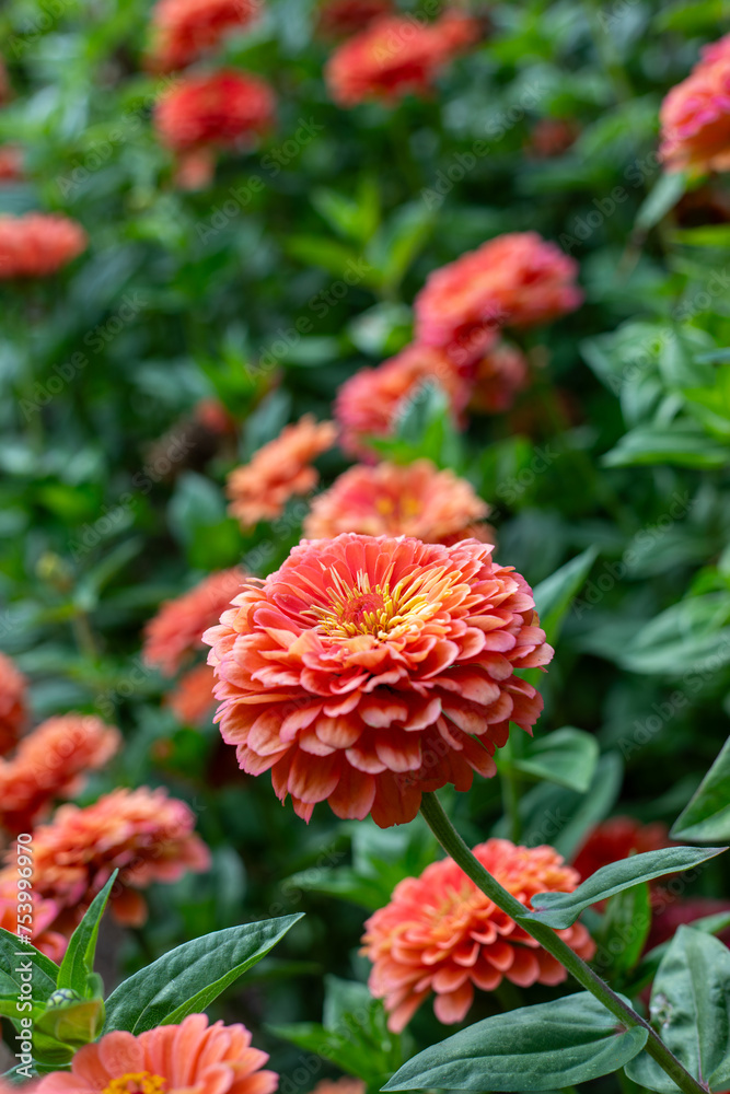 Field of dahlia flowers Field of dahlia flowers
