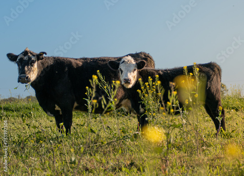 Pareja de vacas pastando entre las flores