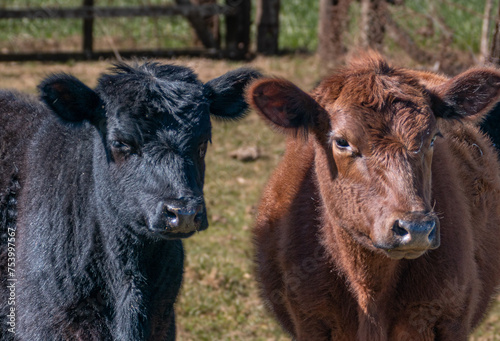 Pareja de terneros en la granja