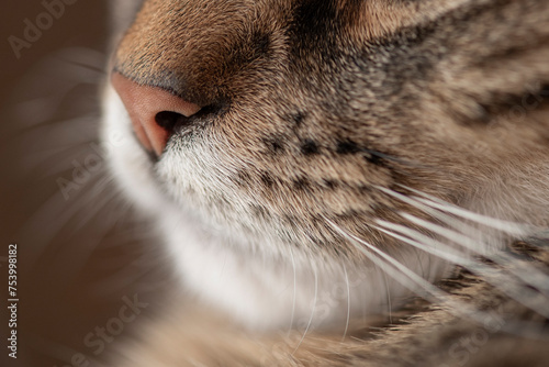 Cat nose  photo