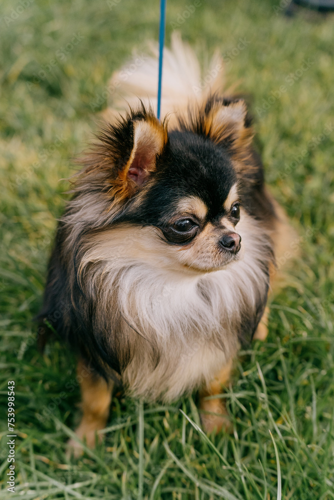 Spitz klein & family: Outdoor bonding Spitz klein & family: Outdoor bonding