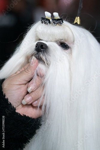 Loyal dog White coat, expressive eyes