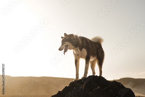 Siberian Husky Dog outdoors photo