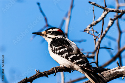 Male Hairy Woodpecker ((Picoides villosus), prerched on a branch of a tree. photo