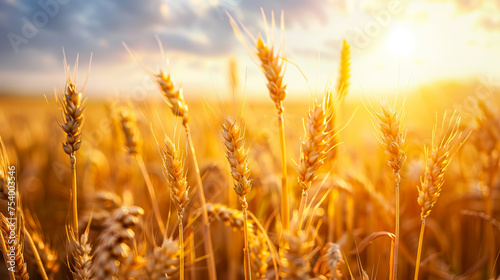 yellow wheat field on the sunset cloudy orange sky background - AI Generated