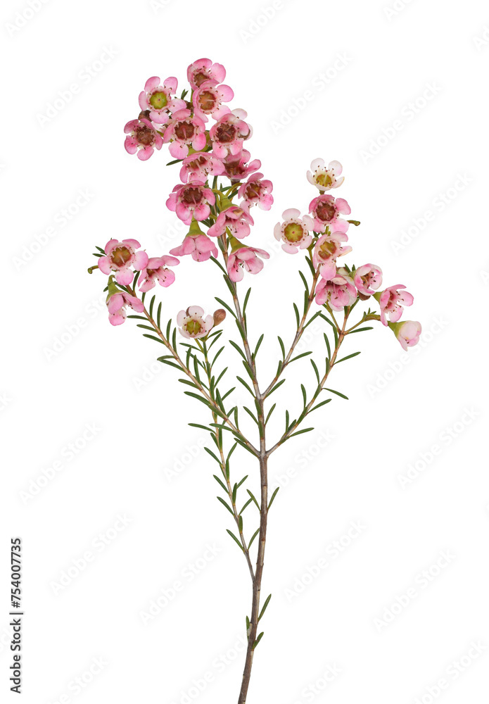 A stem of pink wax flowers isolated cutout on transparent A stem of pink wax flowers isolated cutout on transparent
