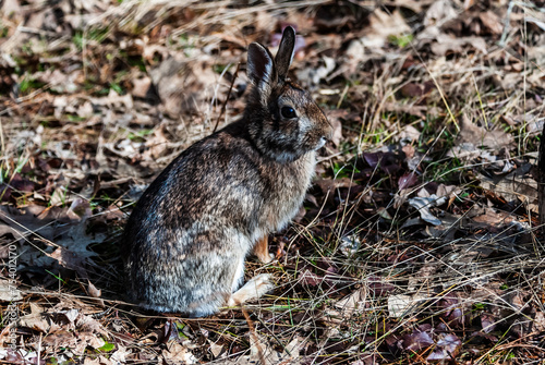 Cottontail rabbit (Sylvilagus floridanus) seated on the ground. photo