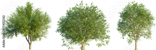 Quercus agrifolia tree 4k png cutout