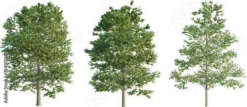 Tilia europaea tree 4k png cutout png photo