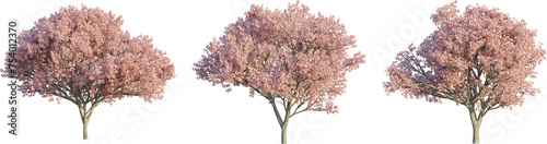 Prunus serrulata tree 4k png cutout
