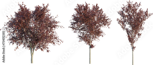 Prunus cerasifera tree 4k png cutout photo