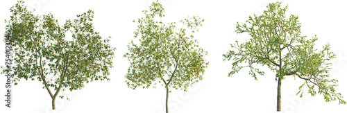  Malus domestica tree 4k png cutout