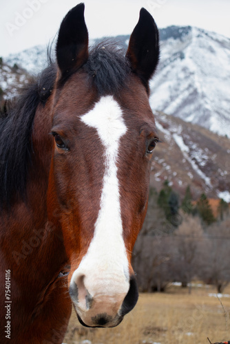 horse in winter