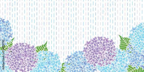 アジサイ　梅雨　花　背景	