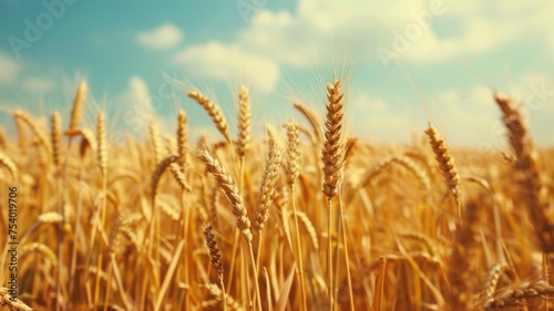 A picturesque golden wheat field basking in the warmth of a sunny day, creating a serene rural landscape. © wpw