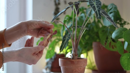 Female hands carefully examine damaged dry leaf of plant in clay pot. Woman decides what measures to take cure green houseplants and prevent further damage. Special care for sick indoor plants