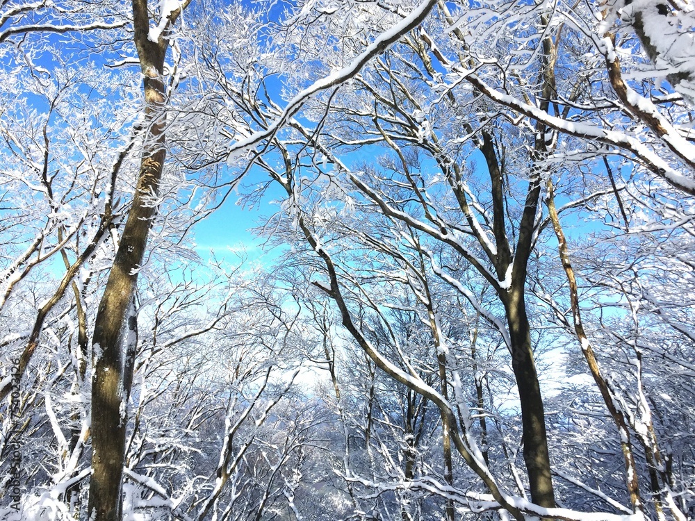 晴れた日の樹氷、霧氷の景色 晴れた日の樹氷、霧氷の景色