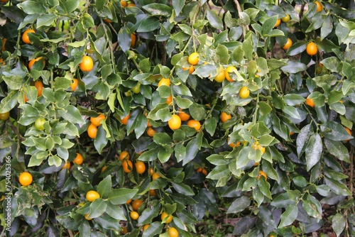 Kinkans, Kumquat fruits on the tree photo