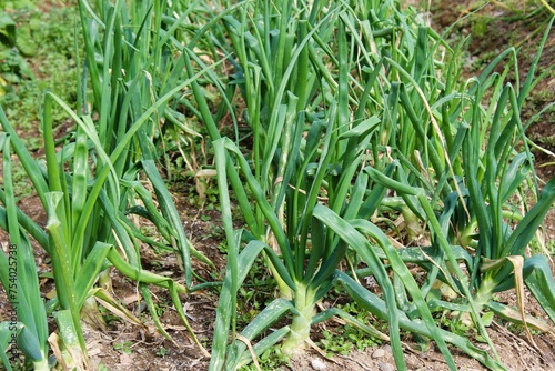 Row of onions in the field