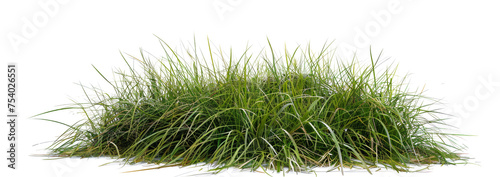 Fresh green grass cut out in a transparent background.
