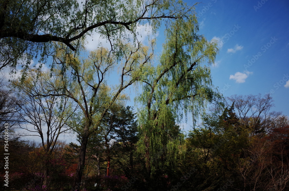 Changgyeonggung Palace in Spring, Spring in Seoul, traditional places in Seoul Changgyeonggung Palace in Spring, Spring in Seoul, traditional places in Seoul
