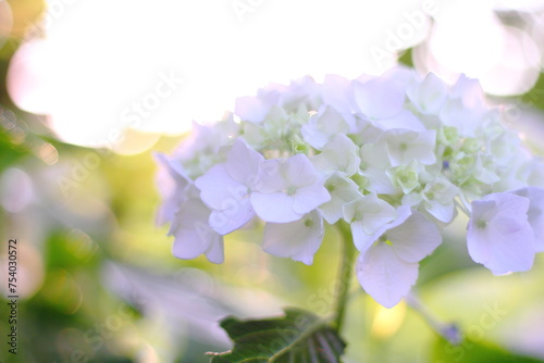 Hortensia flower, hydrangea flower, background.