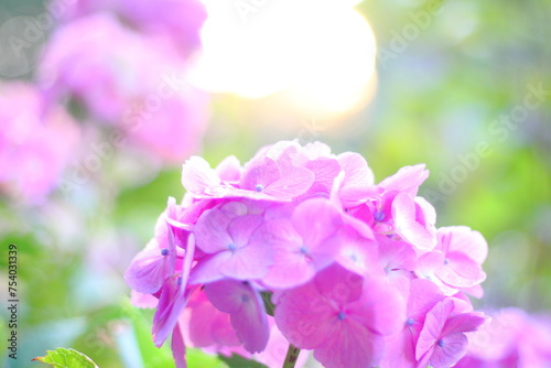 Hortensia flower, hydrangea flower, background.