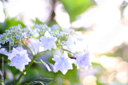 Hortensia flower, hydrangea flower, background.