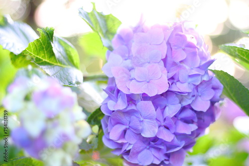 Hortensia flower, hydrangea flower, background.