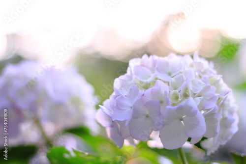 Hortensia flower, hydrangea flower, background.
