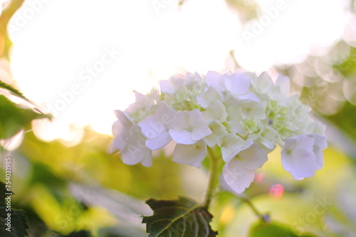 Hortensia flower, hydrangea flower, background.